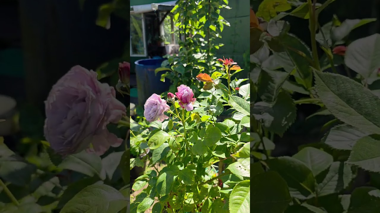 Цветёт моя красавица Флорибунда. My favorite Floribunda is blooming. #riga #flowers #mygarden