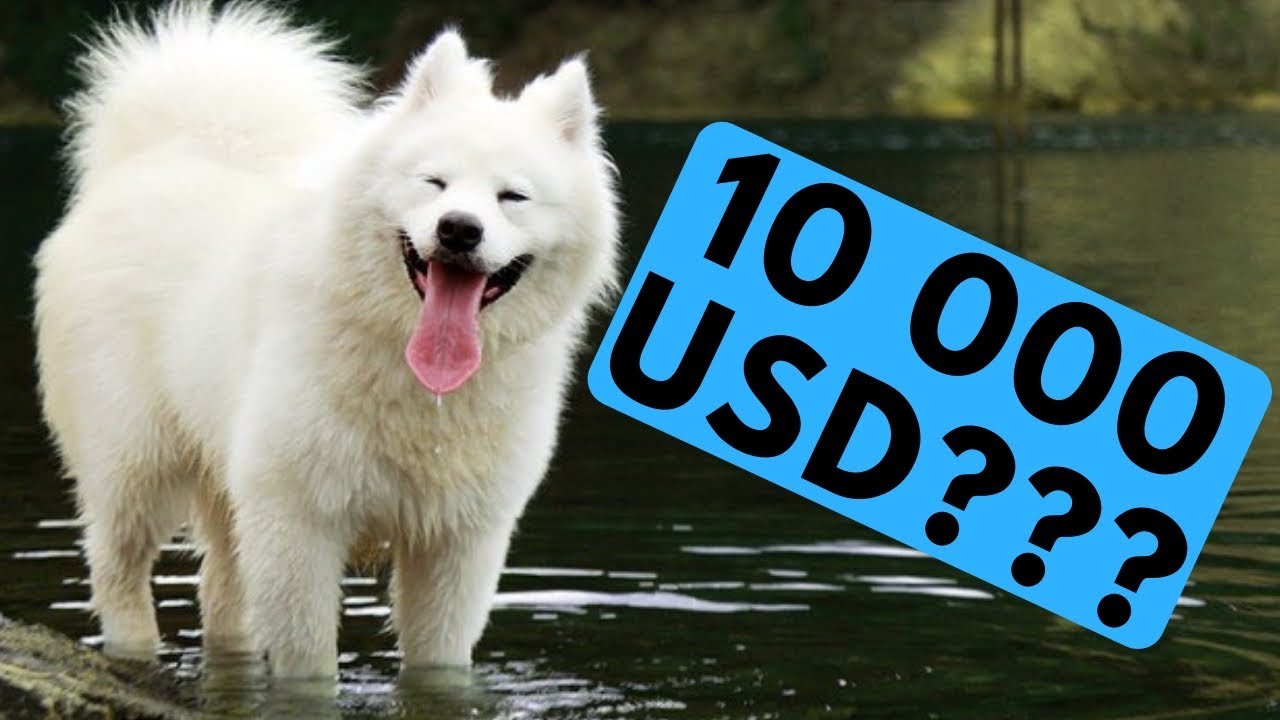 TOP 10 Most Expensive Dog Breeds List