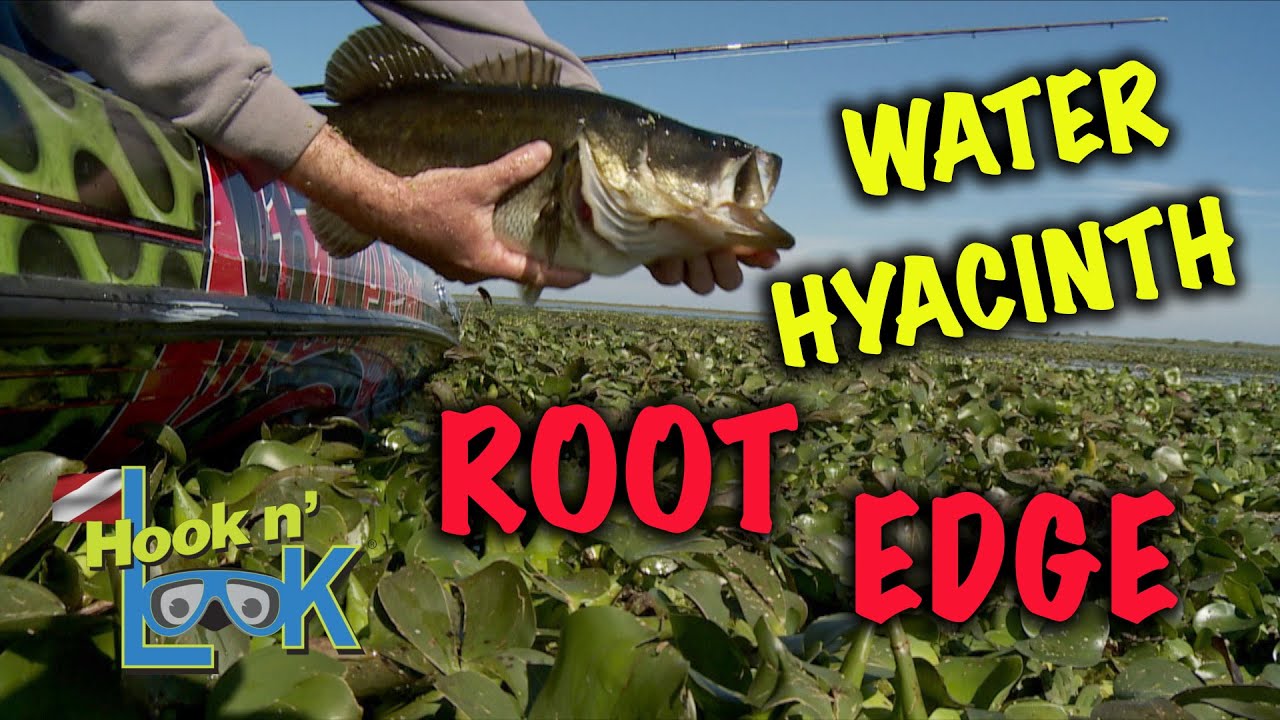 Water Hyacinth Root Edge