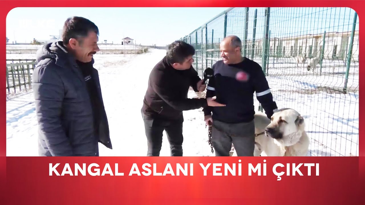 Sivas'ın Meşhur Kangalı Neden Bu Kadar Asil | En İyisi Gezmek | Sivas