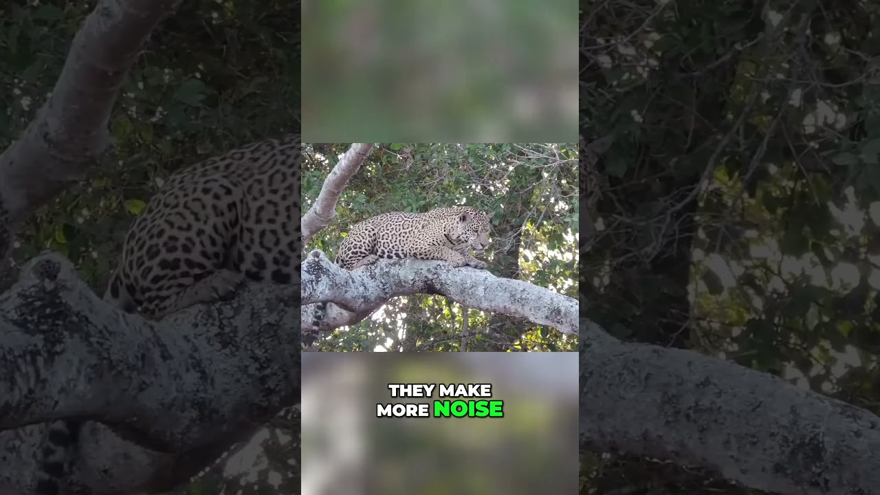 Jaguar&rsquo;s Stealthy Night Moves: The Ultimate Tree Ambush Predator!