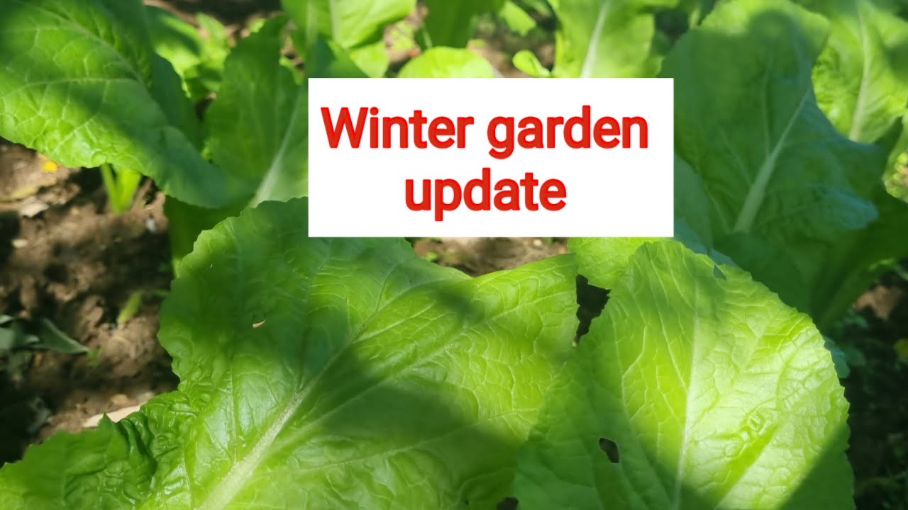 Winter garden update, #2024 #greens #brisbanegardener