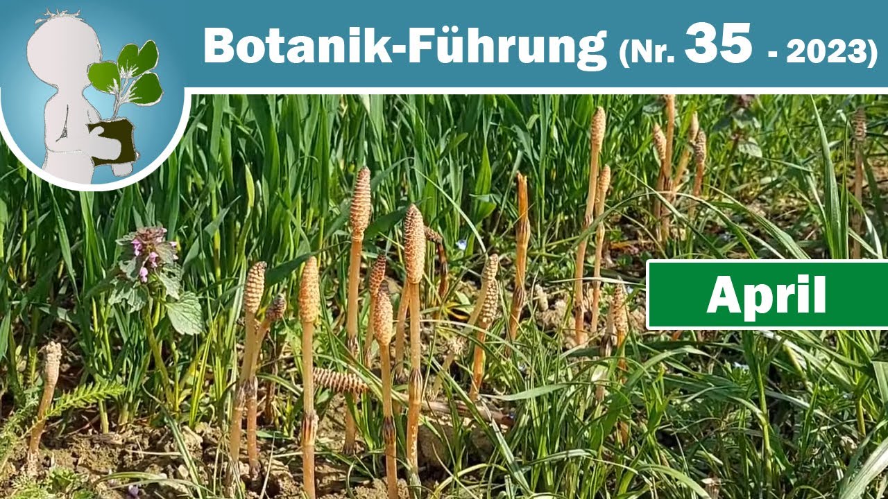 Experimentierfreudige Mutter-Natur und Schachtelhalm(e) - Wildpflanzen & Botanik-Wissen April