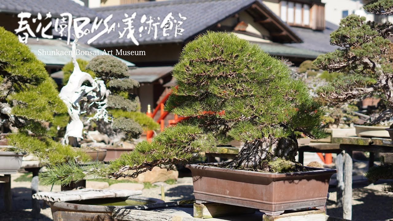 [4K]春花園盆栽美術館 2021