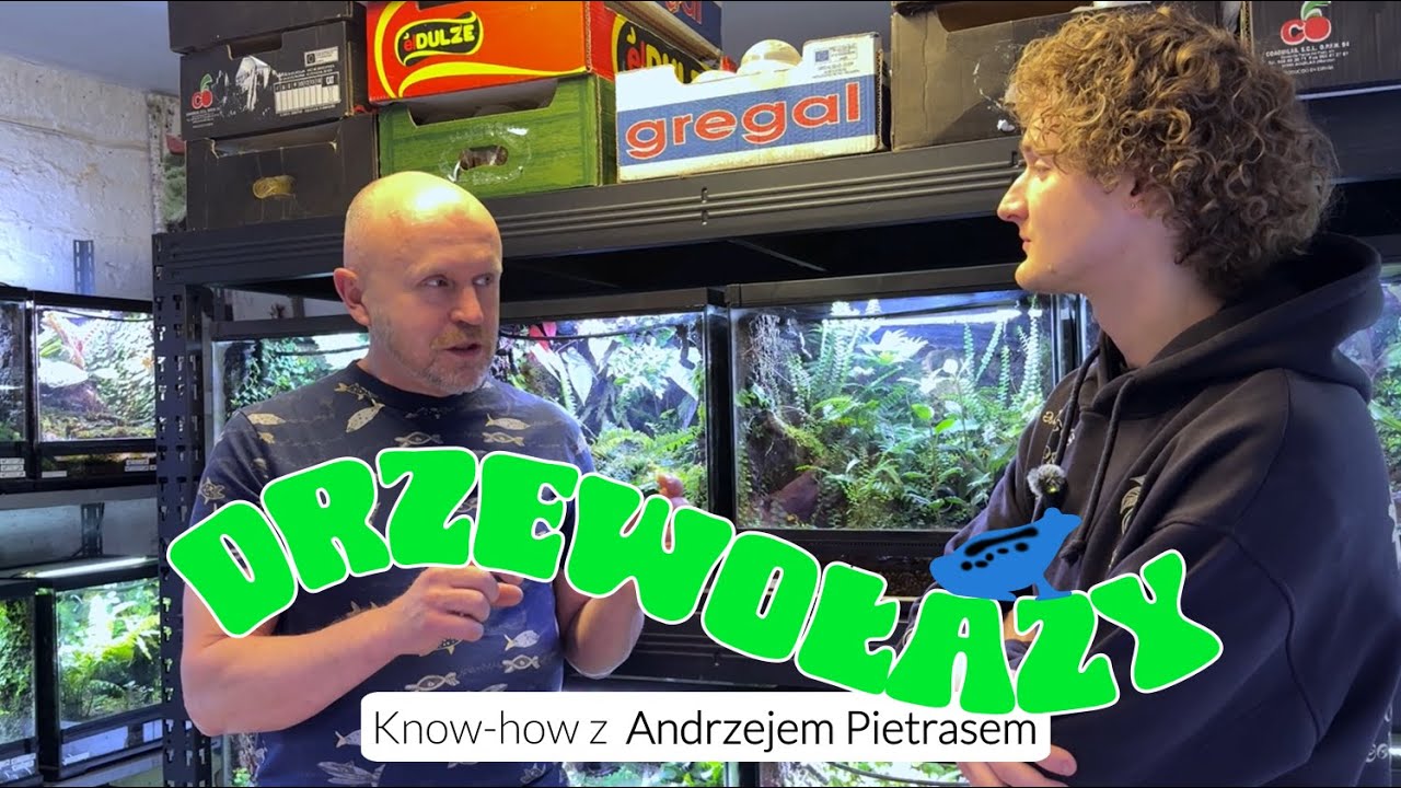CZY DRZEWOŁAZY SĄ TRUDNE W HODOWLI ? Wywiad z hodowcą Andrzejem Pietrasem | Shroomroom