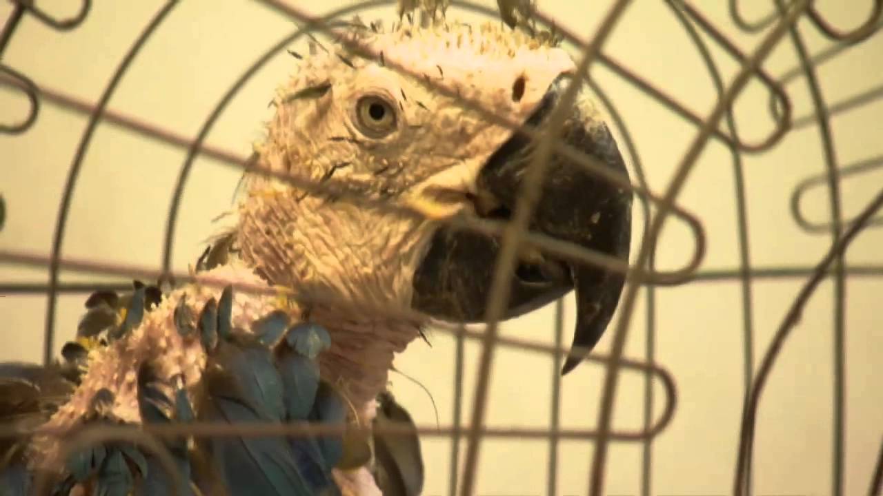 On the rainforest trail with Brazil's animal traffickers