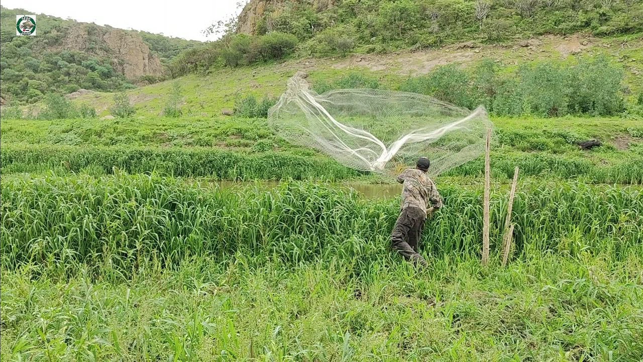 Riachuelo entre la sierra lleno de pastizales con muy buenas tilapias y carpas