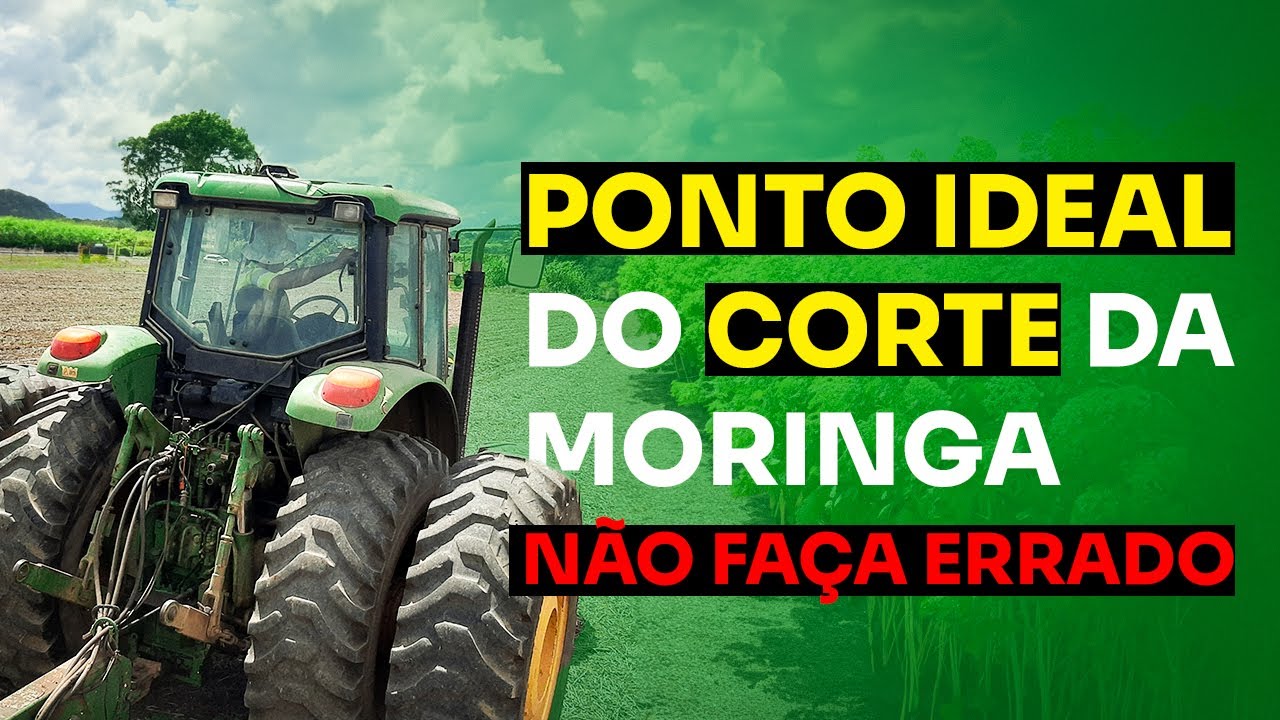 Corte da Moringa: Técnica AVANÇADA para Maximizar Nutrientes e Sabor 🌱