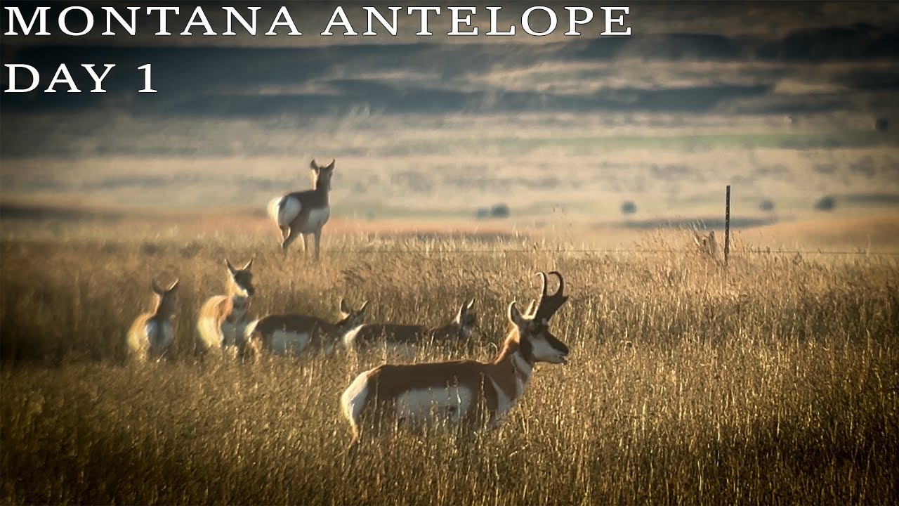 «Я нашёл великана!» (Montana Antelope, 2025 — День 1)