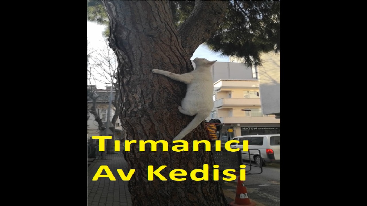 Kuşu Yakalamak İçin Ağaca Tırmanan Cesur Kedi 😻🌳İşte Canlı Kanıtı! 🐈⬆️