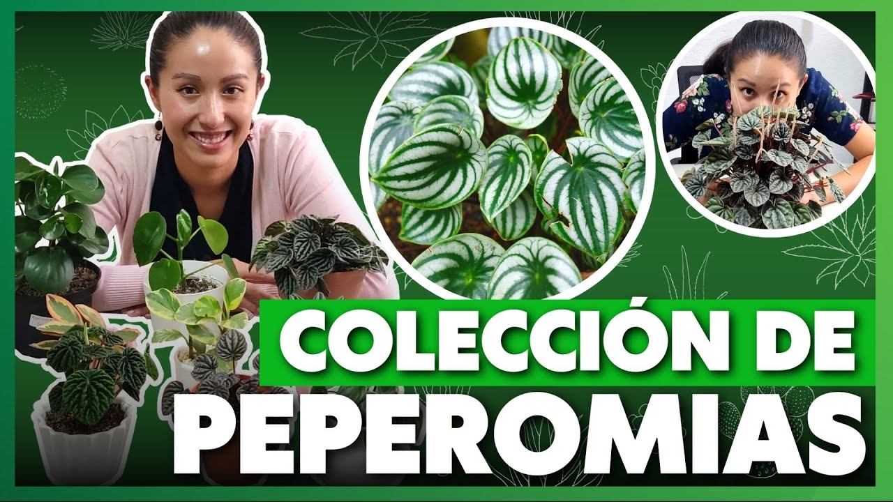 MI PEQUEÑA COLECCIÓN DE PEPEROMIAS - Nombres de peperomias - Cuidados Básicos 🤗🌿