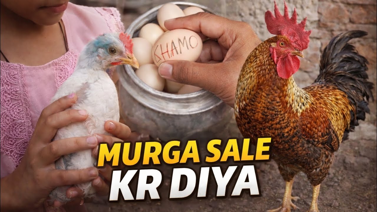 Murga Sale Kr Diya 