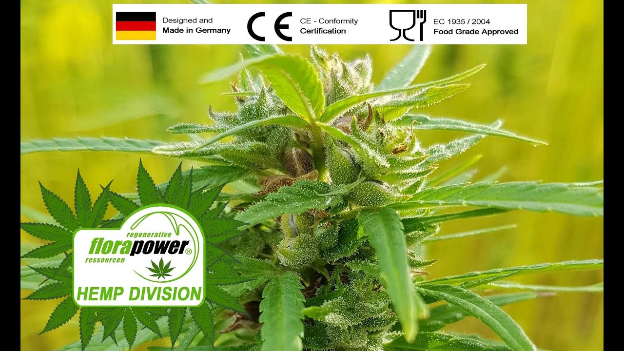 Производство CBD-масла полного спектра - экстракция THC-масла CBD-масла без растворителей Florapower