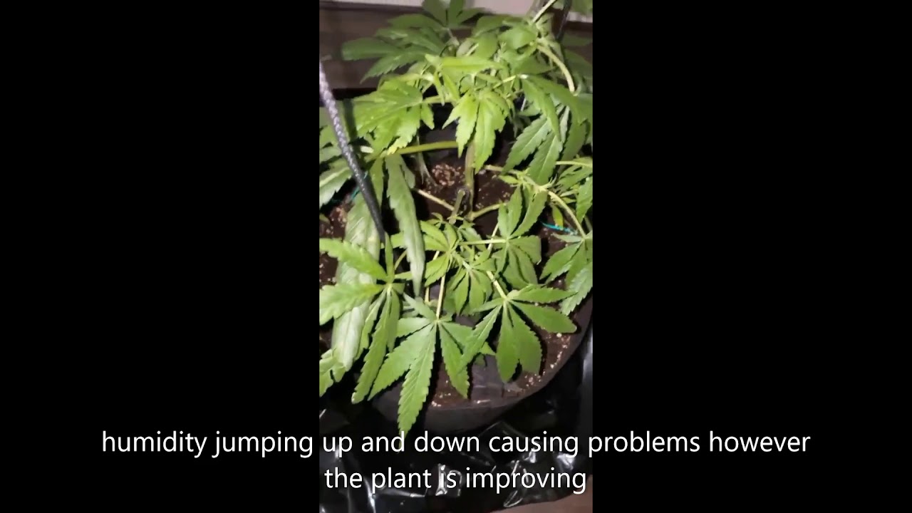 Seedling to Flower Passion #1 by Dutch-Passion (my first grow)
