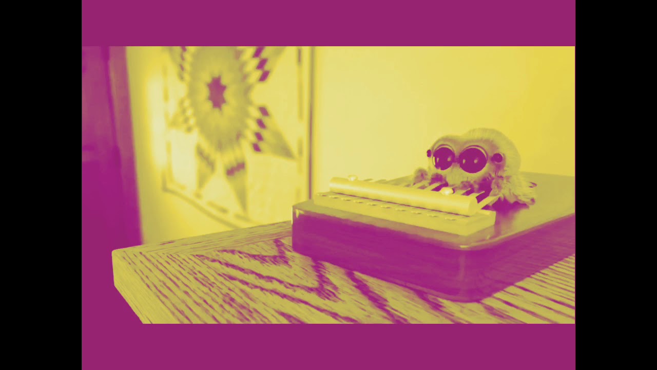 Lucas the spider plays a remix