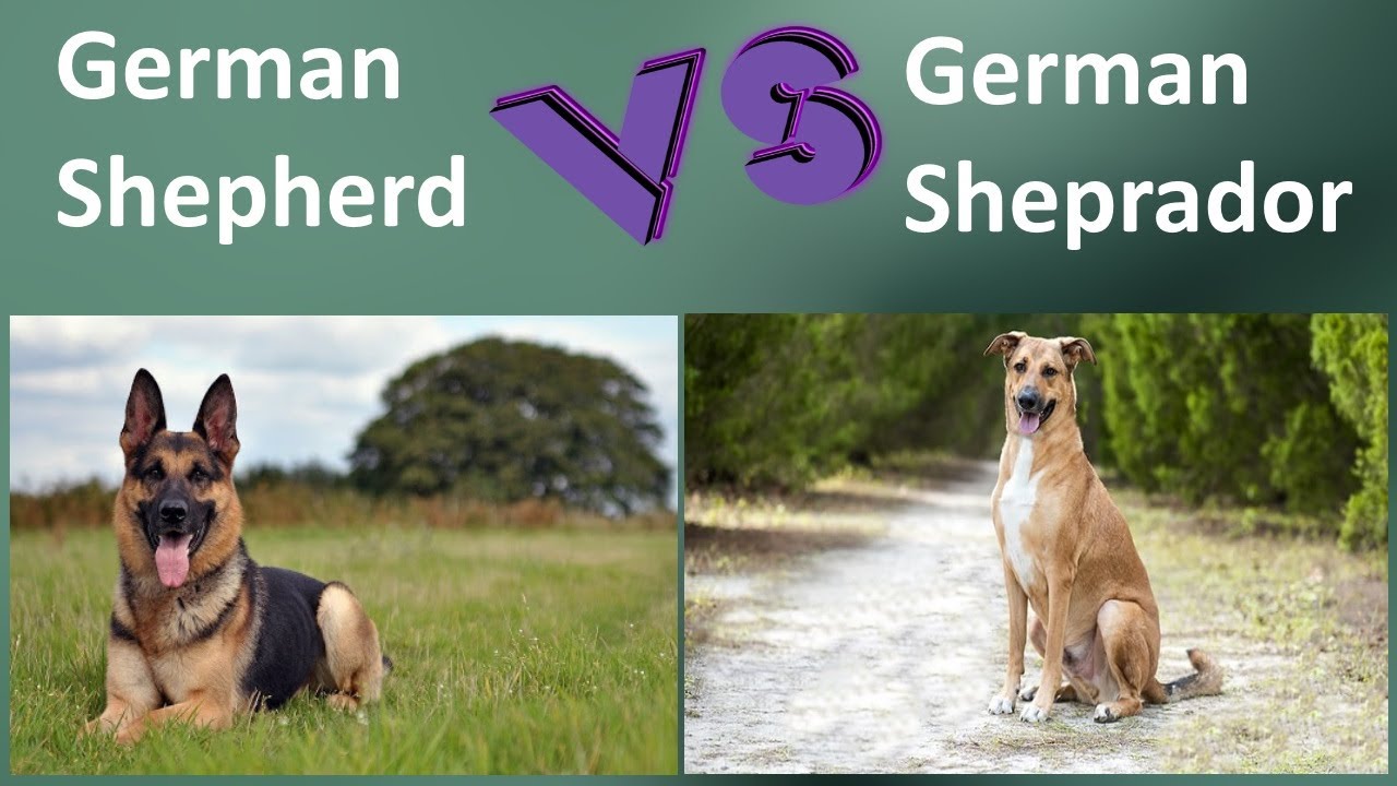 German Shepherd VS German Sheprador - Differences between German Sheprador and German Shepherd