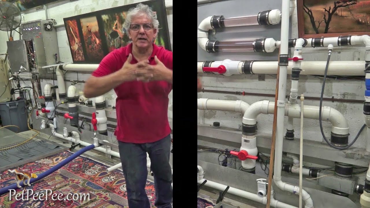 Guarantee Urine odor Persian rug Removal Service