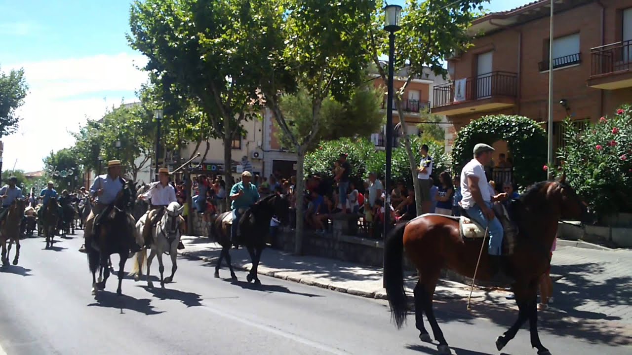 Colmenar Viejo,  traslado de bueyes, agosto 2015.