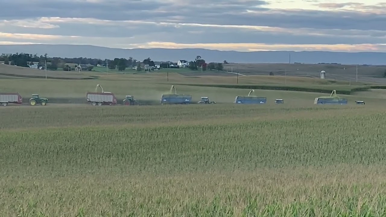 Chopping Corn Four at a time