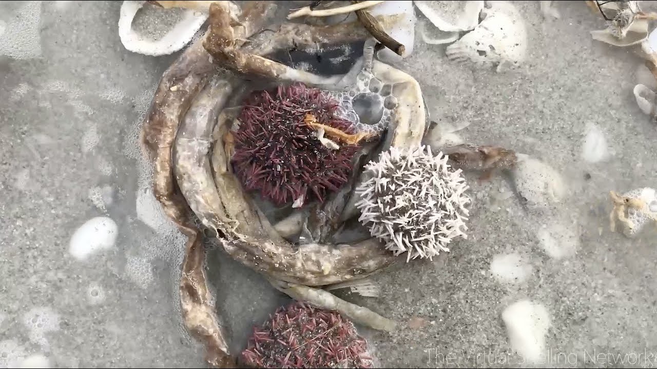Episode 59: High Tide Shelling! (Virtual Shelling on Sanibel Island!)