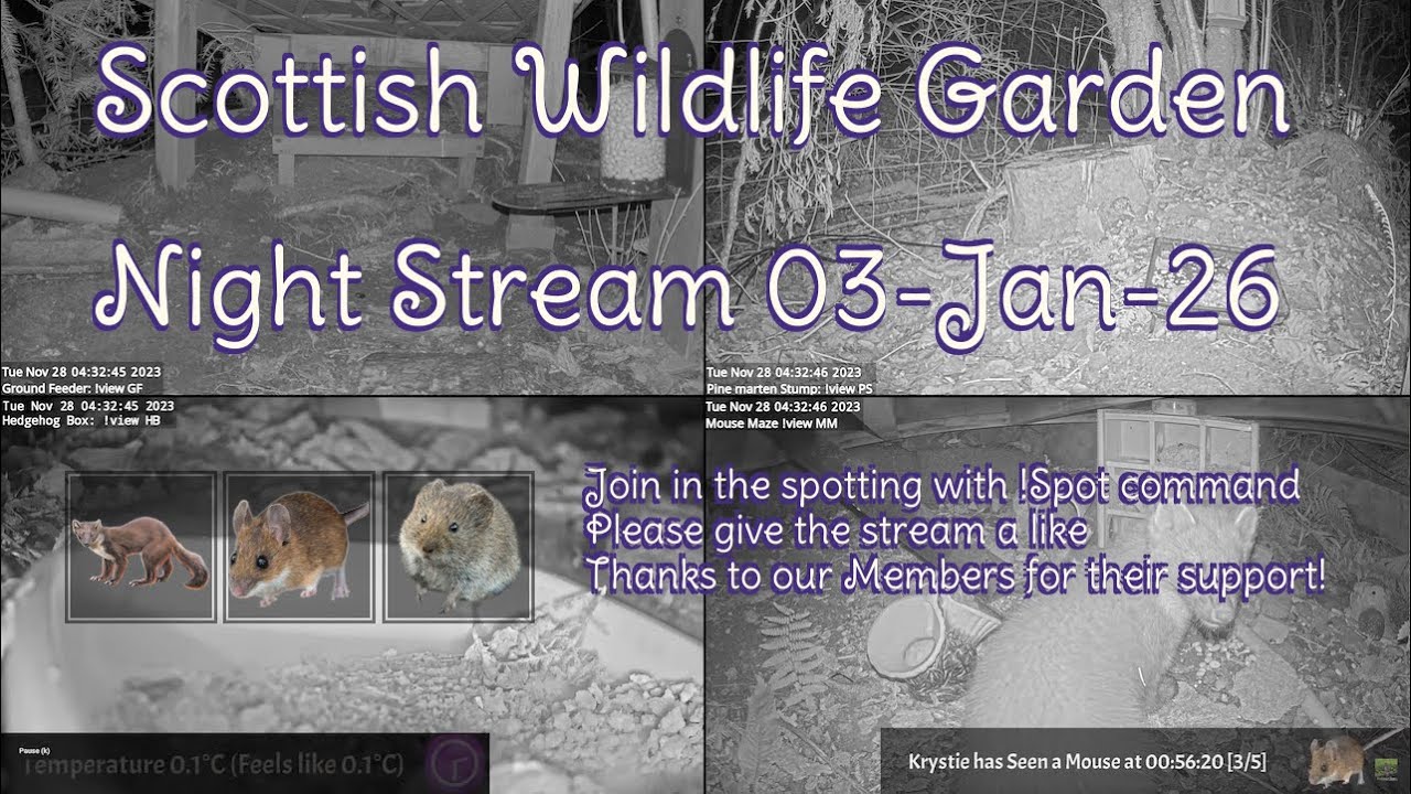 Night Stream January 3rd 2026 | Bird Feeders, Wildlife Cameras Scotland UK from SWG