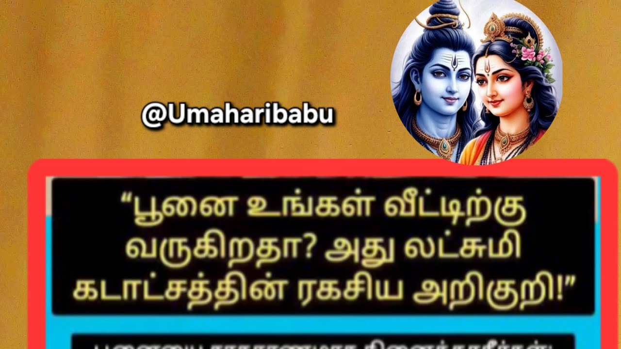 பூனை உங்கள் வீட்டிற்கு வருகிறதா 🤔