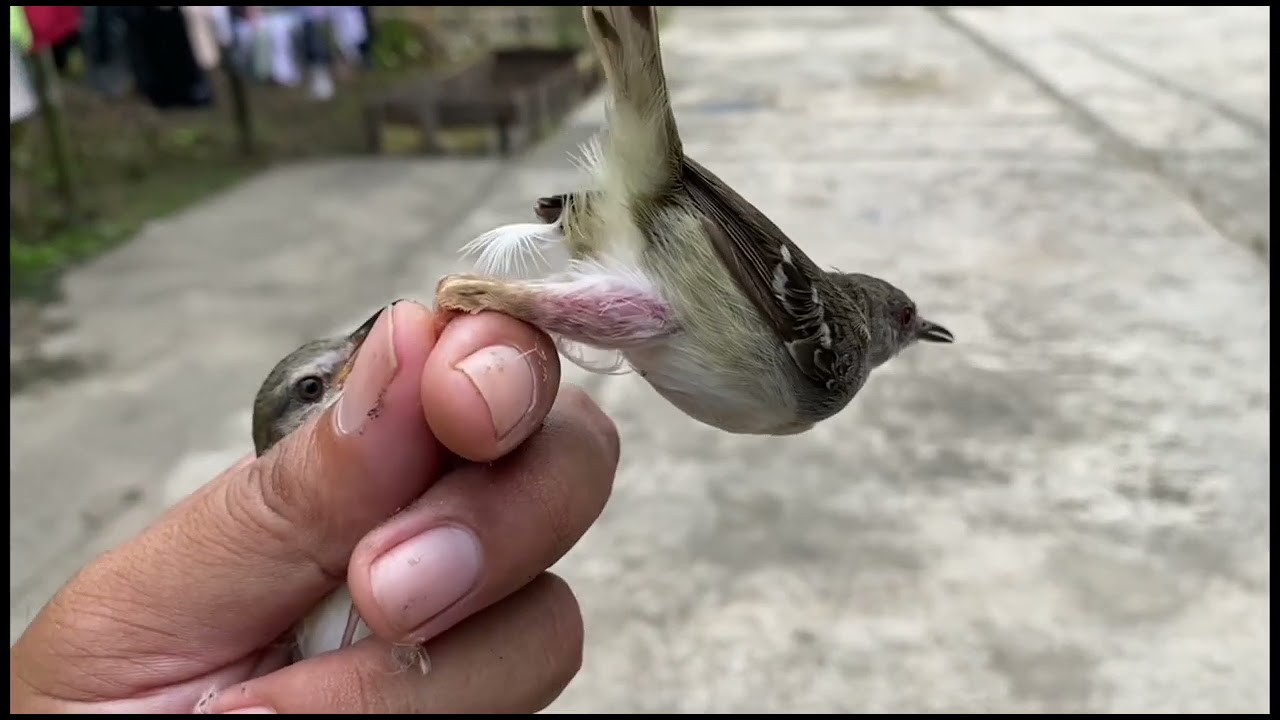 PANEN BERBAGAI JENIS BURUNG MASTERAN MANTAPPPPPPP !!! #pikatburung #kicaumania #kalimantan 