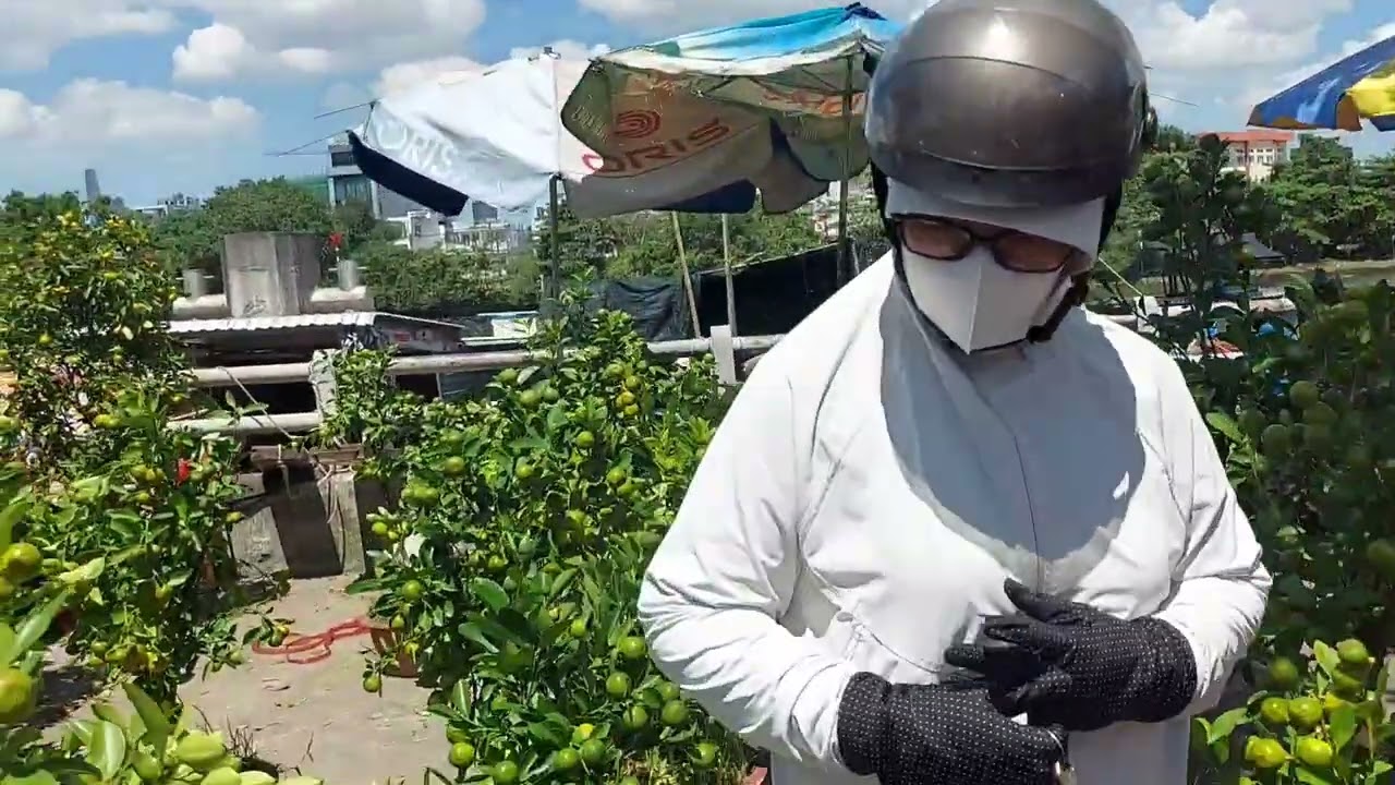 Hoa Xuân Tại Khu Vực Trần Xuân Soạn Q7, Lúc Trưa Ngày 29 Tháng Chạp Năm Ất Tỵ. 