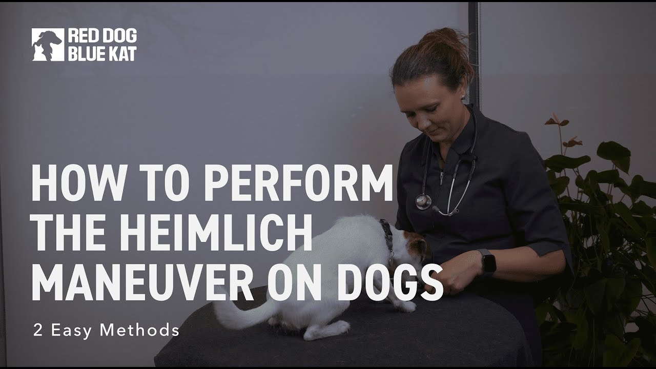 Preventative Pet First Aid: Heimlich Maneuver for Dogs (Educational Guide | Red Dog Blue Kat)