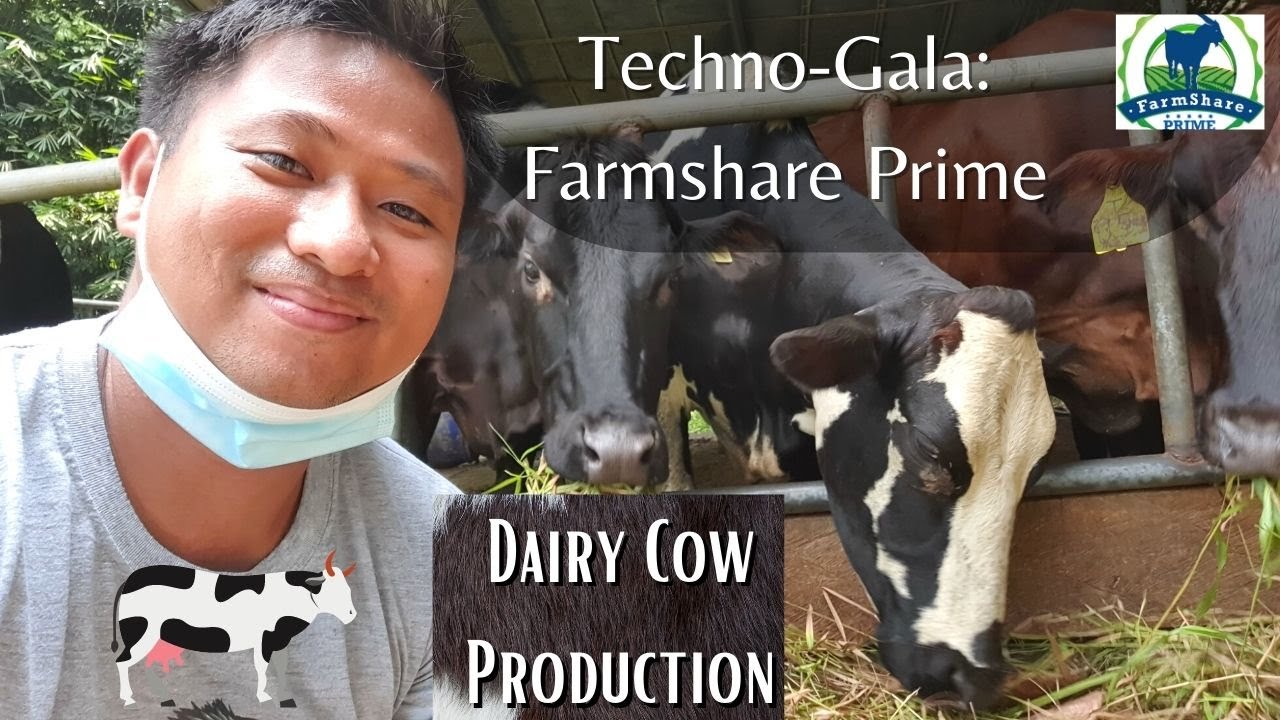 Techno Gala: Farmshare Prime - Dairy Cow Production