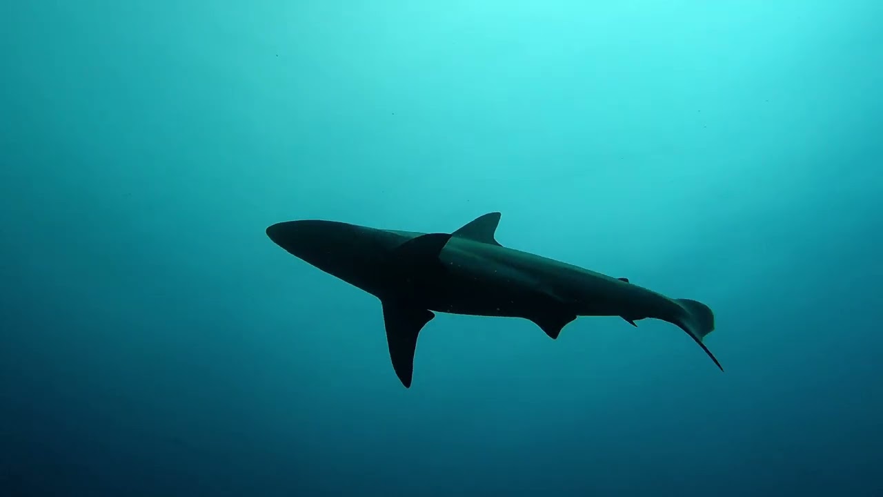 Galapagos islands Oktopusas diving center 2022