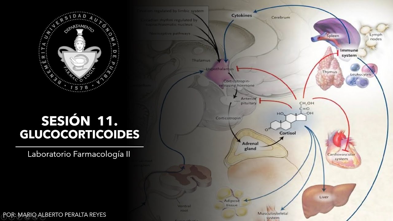 Sesión 11; GLUCOCORTICOIDES | Farmacología II