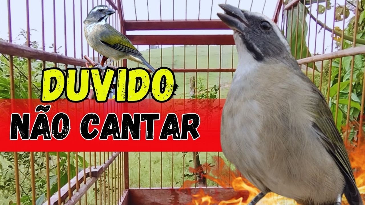 ESQUENTAR TRINCA FERRO FRIO 🟢TRINCA FERRO NO MATO 🟢LEVANTE SEU TRINCA FERRO MELHOR ESQUENTAR TRINCA