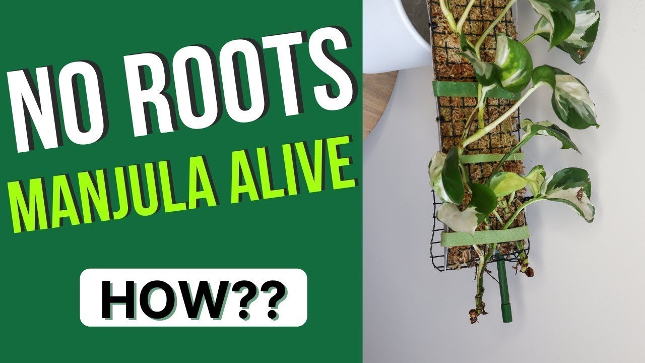 I stopped ROOT ROT with a Moss Pole | The Leca Queen
