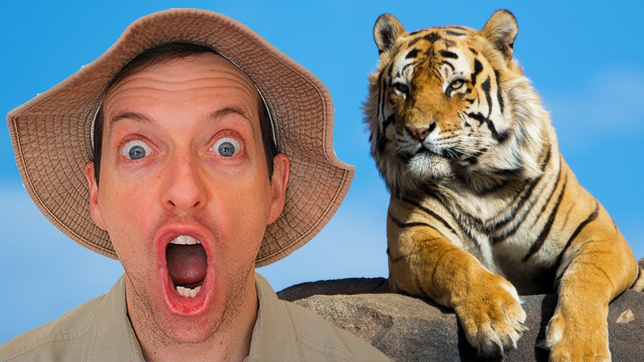 TIGERS IN AFRICA