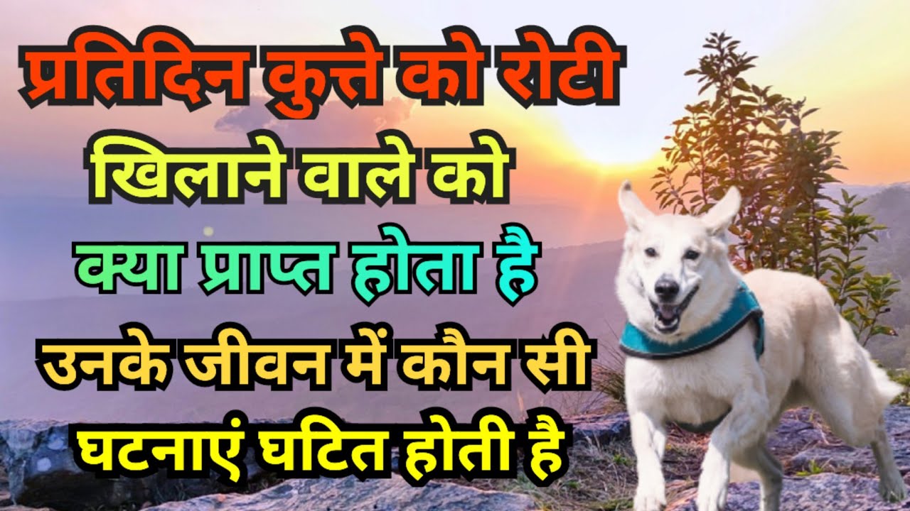 प्रतिदिन कुत्ते को रोटी खिलाने वाले को क्या क्या प्राप्त होता है क्या - क्या घटनाएं घटित होती हैं.