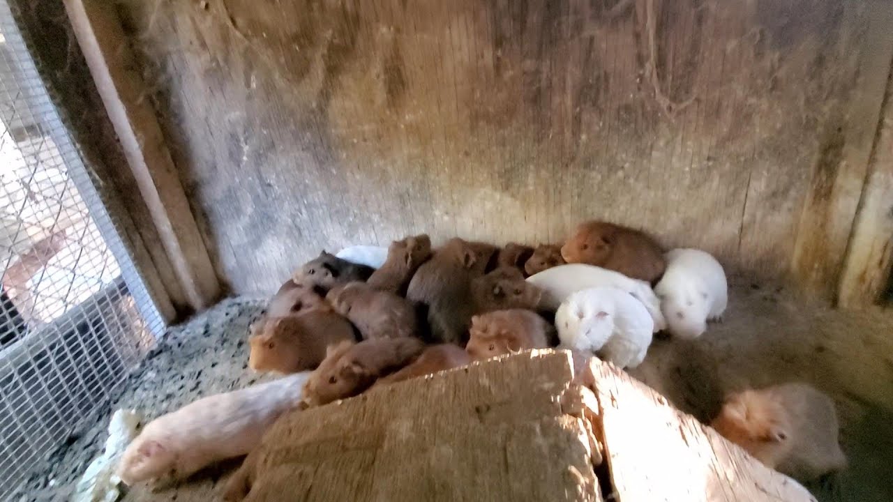 Snake Food Guinea Pigs Bred at 6 Million Dollar LA Mansion