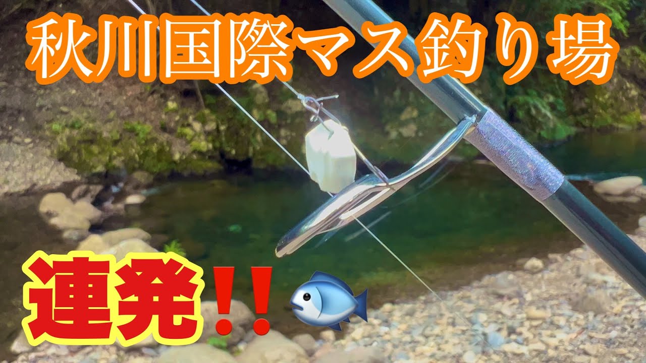 真夏の秋川国際で連発‼️【秋川国際マス釣場】【エリアトラウト】【管釣り】【ネオスタイル】【8月】