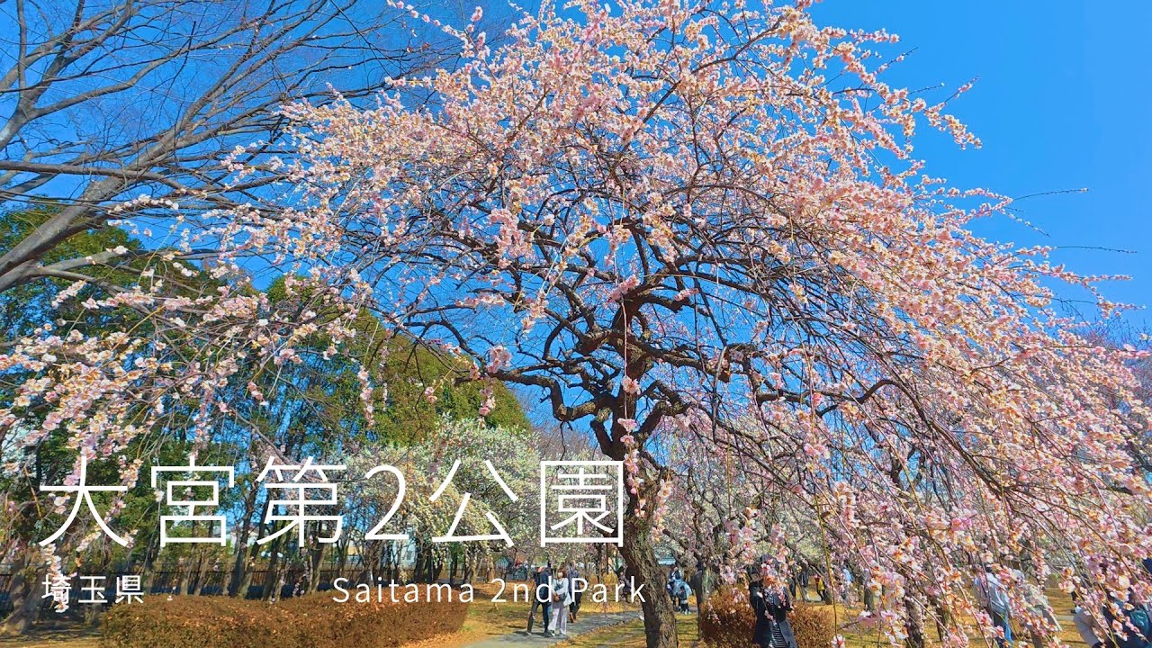 【4K・POV】埼玉県さいたま市 大宮第2公園を散歩