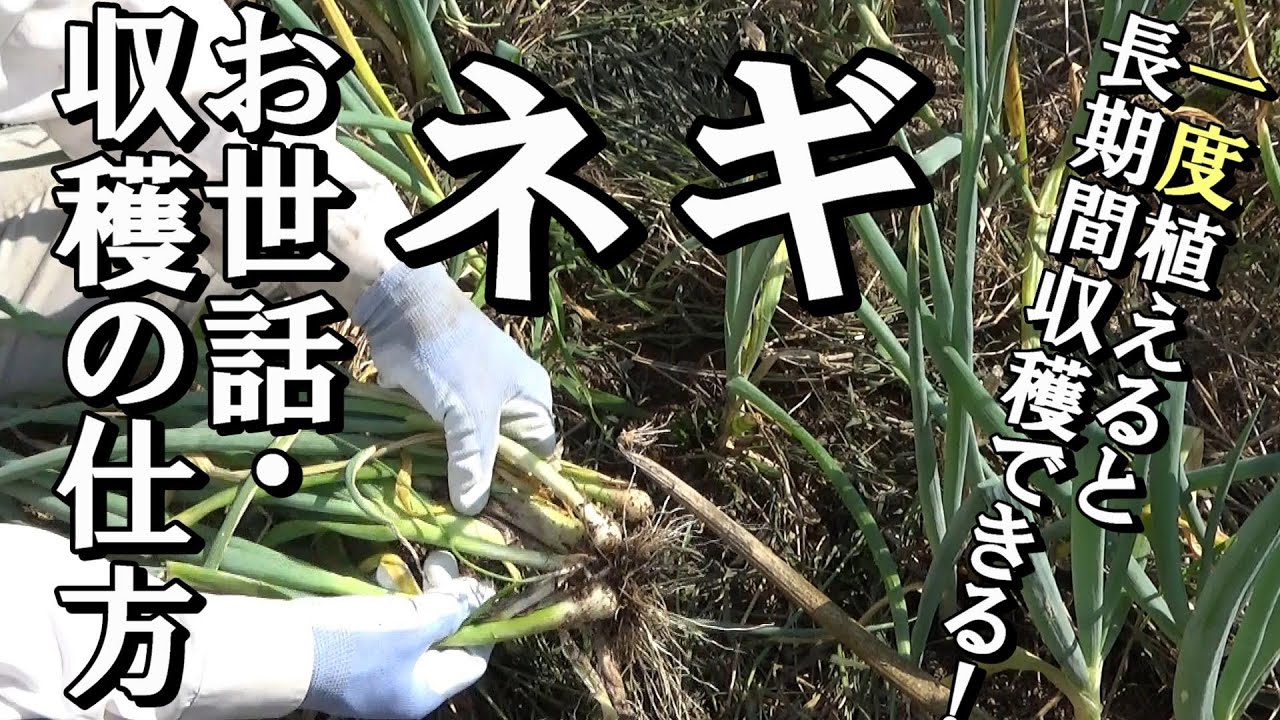 【自然農】葉ネギ　長期間栽培し続けるための収穫の仕方とお世話（草整理・補い）2021年7月15日【natural farming】