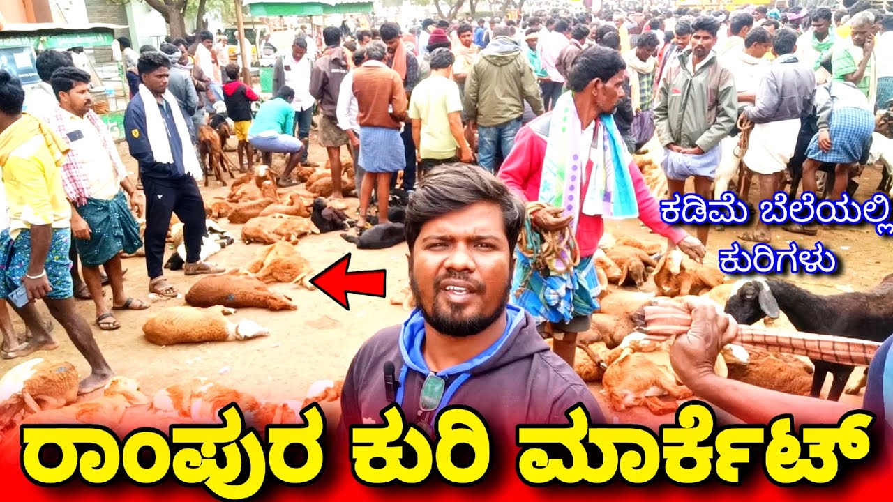 RAMPURA KURI MARKET|ಕಡಿಮೆ ಬೆಲೆಯಲ್ಲಿ ಕುರಿಗಳು|RAMPURA MARKET VLOG|DDTV KANNADA