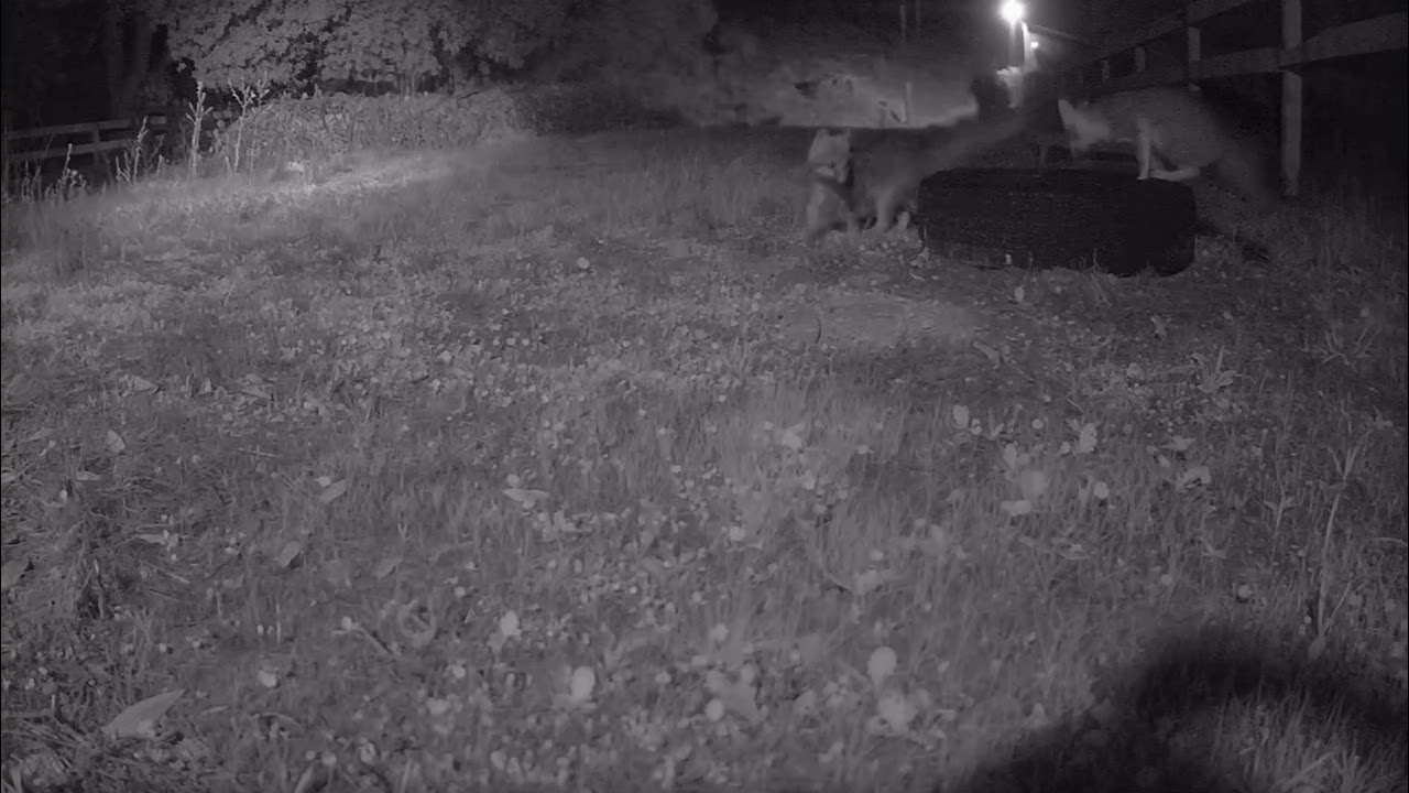 Fox on alert with deer in distress in the background (mountain lion in pursuit)