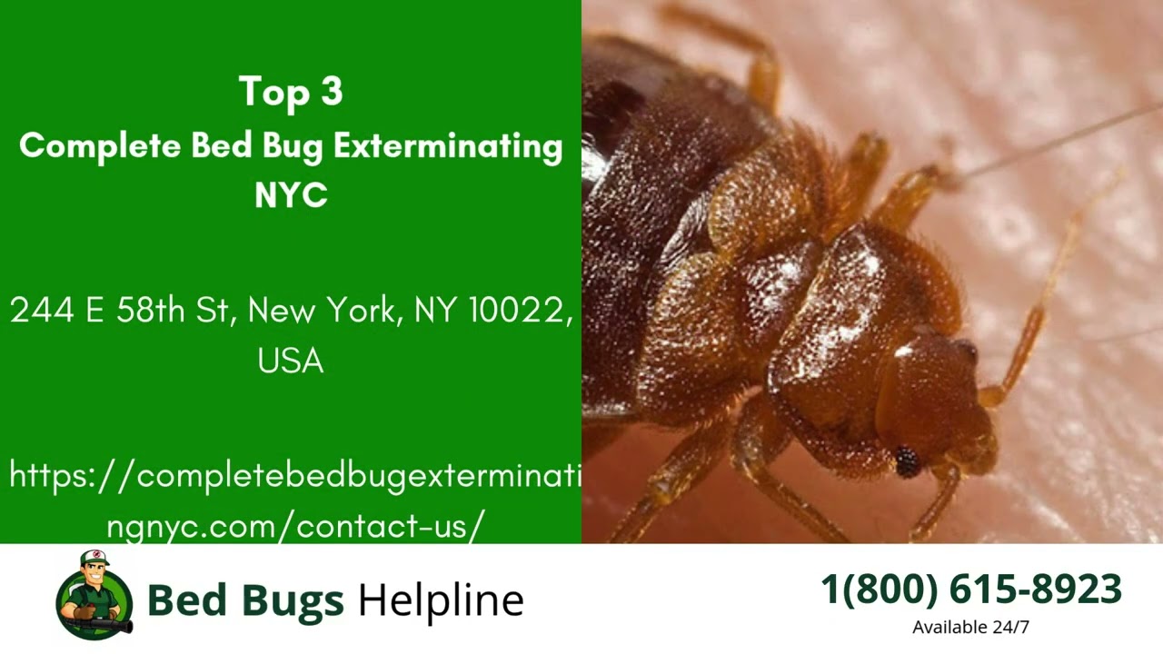 Top 3 Bed Bug Removal in Yeadon