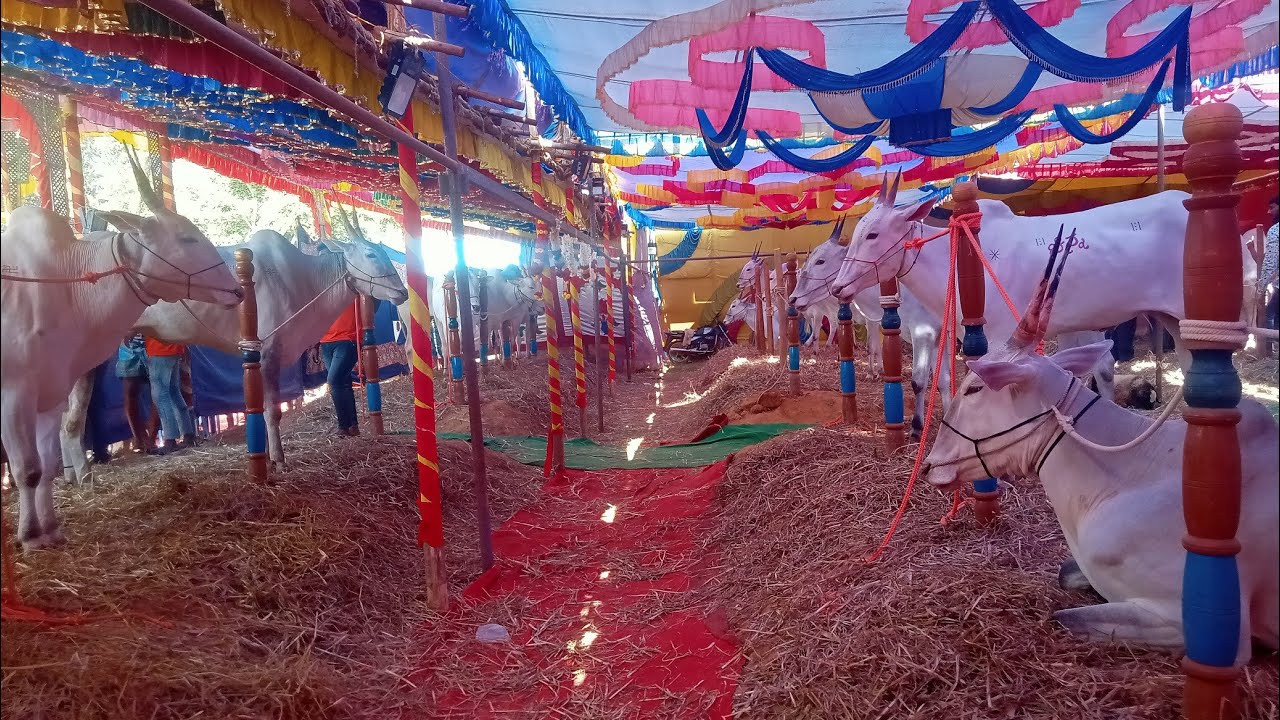 Prices of Varthur Santhosh Bulls in Thoranalli Sappalamma Devi Jaathre