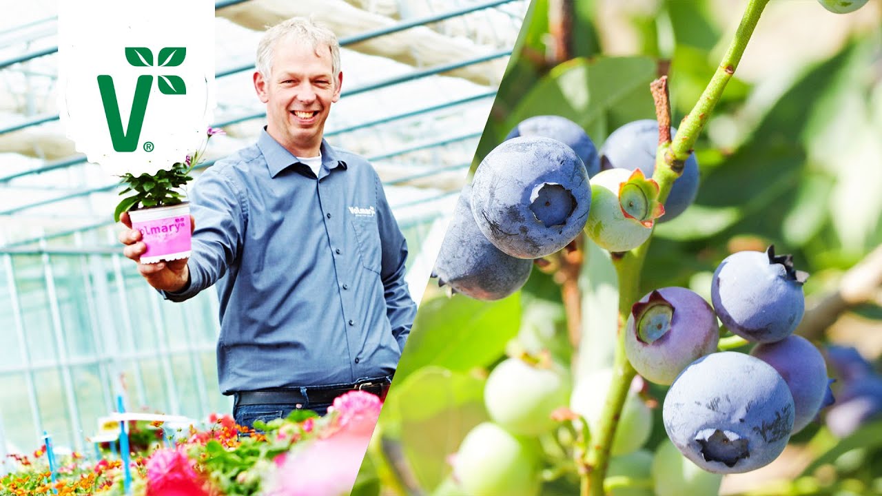 Heidelbeeren pflanzen & pflegen: Darauf musst Du achten! - Volkers Gartenwissen