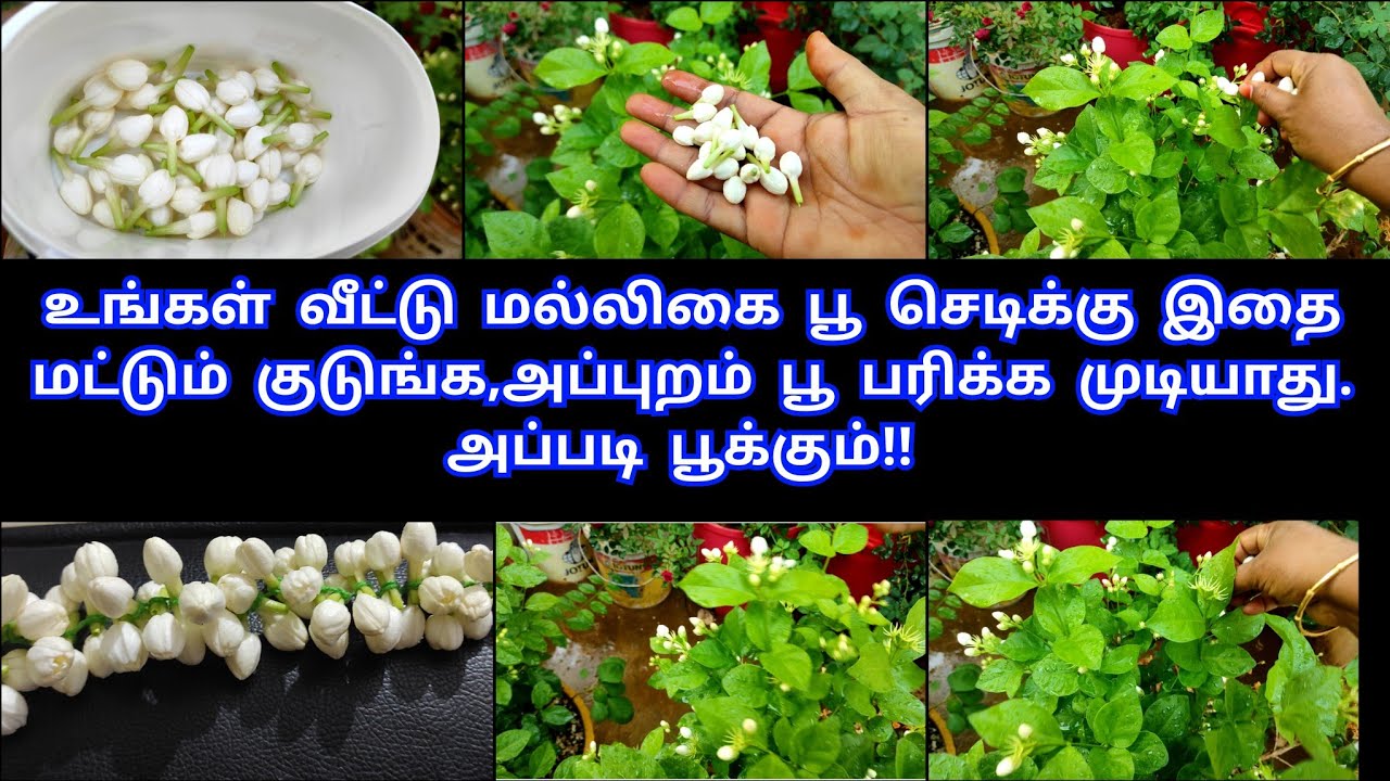 பூ கட்ட முடியல,ஒரு செடியில இவ்வளவு பூ பூக்குது.மல்லிகை பூ செடிக்கு இதை மட்டும் குடுங்க போதும்!!!