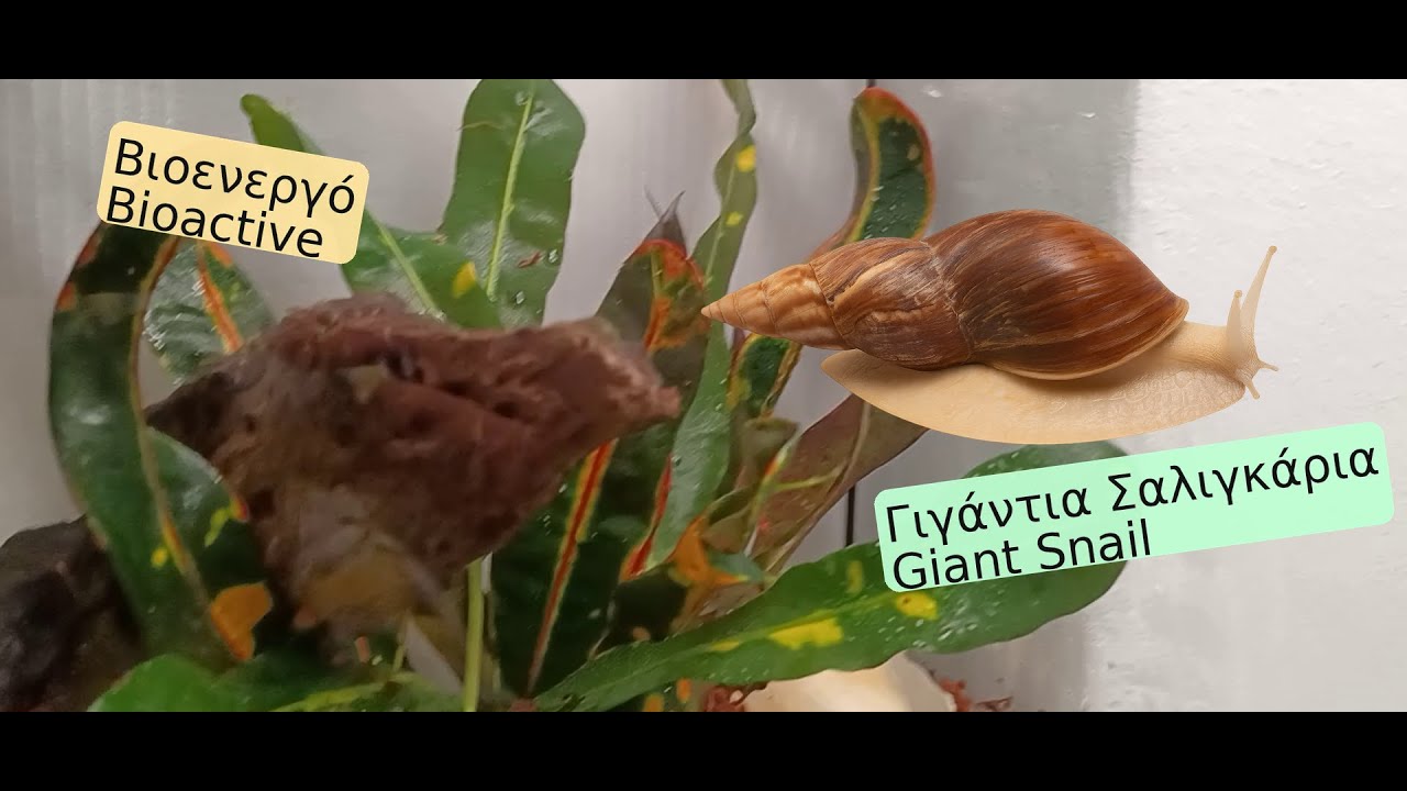 Γιγάντιο Σαλιγκάρι: Βιοενεργό Έκθεμα! Bioactive Giant African Land Snail SetUp | GALS Pet Care Guide