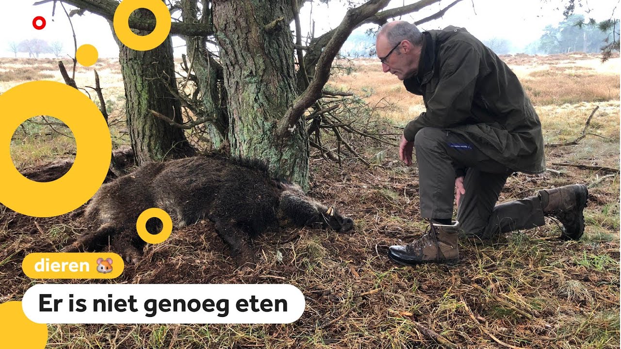 Veel wilde zwijnen overleven de winter niet: 'Dat is niet erg'