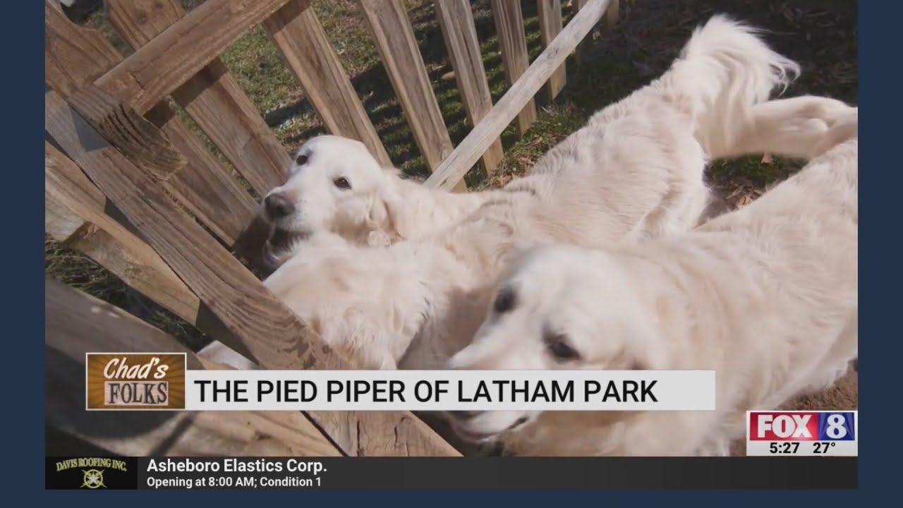 Meet the Pied Piper on Latham Park