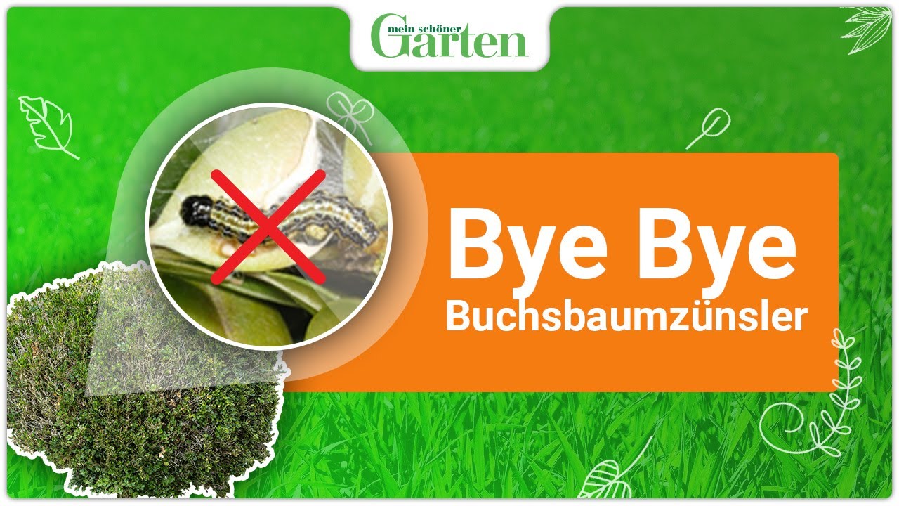 Buchsbaumzünsler bekämpfen | 5 effektive Tipps